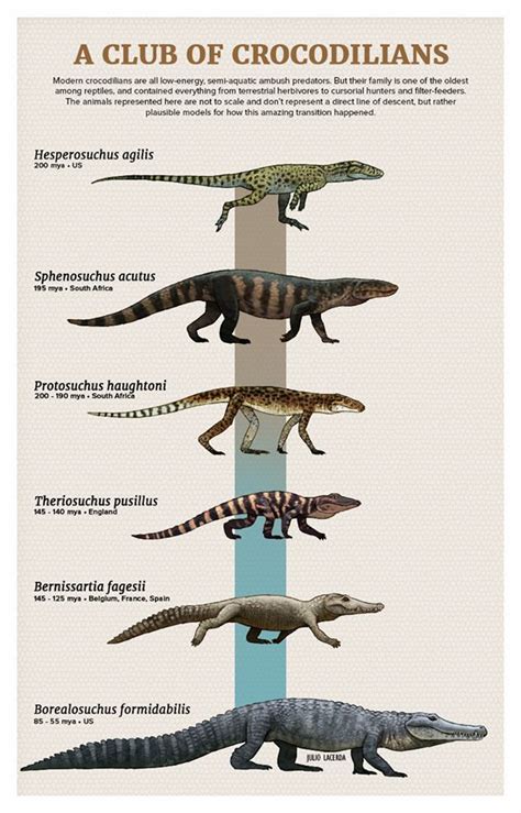 Crocodile Evolution | Prehistoric animals dinosaurs, Prehistoric ...