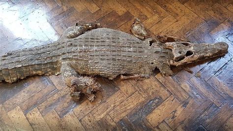 Caiman skeleton discovered under Pentre primary school floor - BBC News