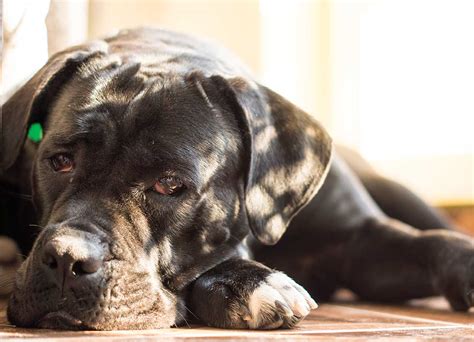 Cane Corso Dog Breed » Everything About Cane Corsos