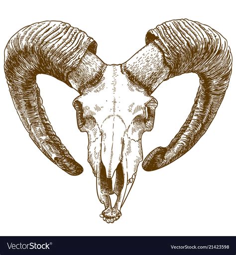 Engraving drawing of mouflon skull Royalty Free Vector Image