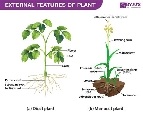 Herbaceous Dicot Stem Showing The External Features