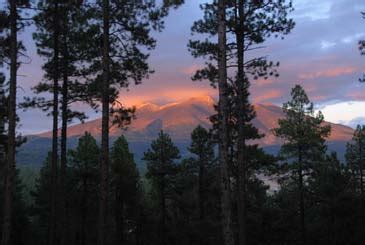 Introduction to Montane Forests of the Southwest (U.S. National Park ...