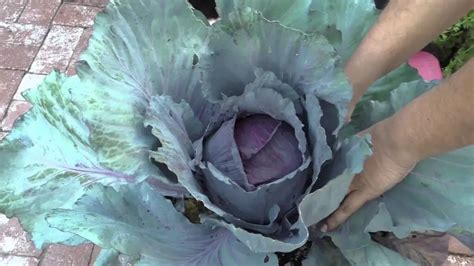 Growing Red Cabbage: How to Grow & Plant Red Cabbage - Plant Instructions