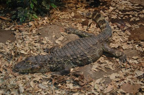 Free Images : wildlife, zoo, reptile, fauna, vertebrate, crocodilia, american alligator, broad ...