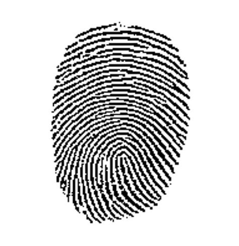 Do identical twins have the same fingerprints?