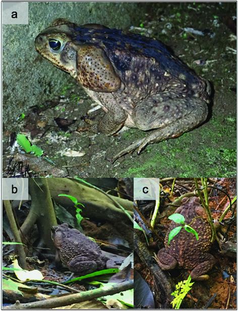 Predation of top predators: cane toad consumption of bullet ants in a Panamanian lowland wet ...