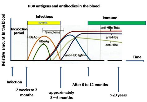 Hepatitis B laboratory tests - wikidoc