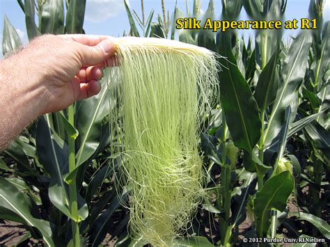 Corn growth stage | Paulding County Ag and Natural Resources