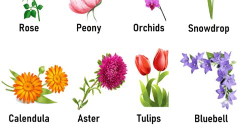 flower names and pictures pdf