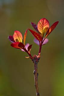 Glowing Red Leaves | Smoke tree - Perückenstrauch - Cotinus … | Flickr