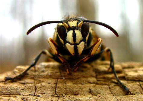 Bald Faced Hornet Queen (Dolichovespula maculata) | Flickr - Photo Sharing!