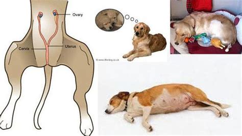 Phantom Pregnancies in Dogs