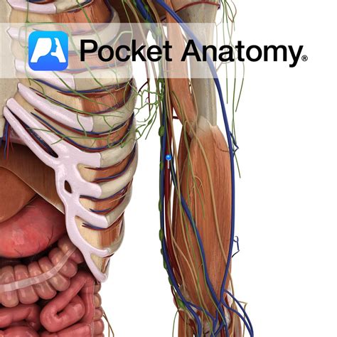 Brachial artery - Pocket Anatomy