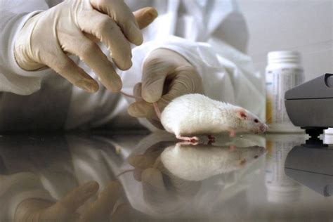 Why Mice are Ideal For Testing and Research