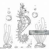 Coloring Page Seahorse With Seaweeds Undersea Life Stock Illustration  sketch template