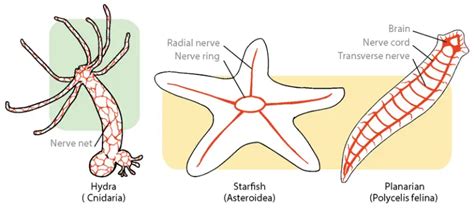 Hydra – Biology, Classification, Characteristics, and Reproduction