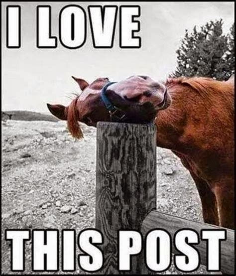 Equestrian Movement - Love Your Horse - Best Memes of 2020