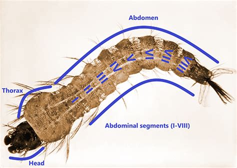 Anopheles Larva Anopheles Bugguidenet