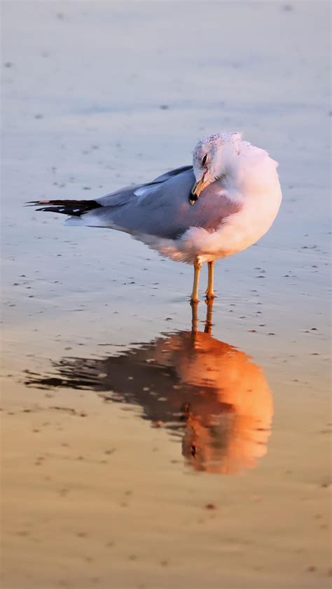 Sea gulls at sunset : r/birding