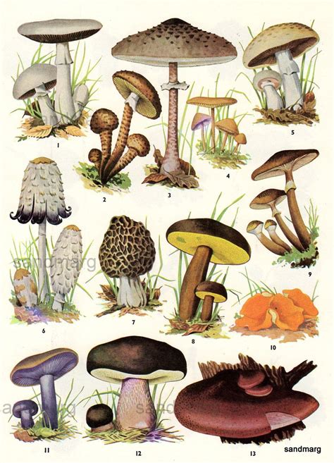 Chart of Edible Mushrooms | Stuffed mushrooms, Edible mushrooms, Plants