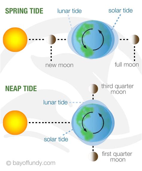 Spring vs. Neap Tides 7th Grade Science, Middle School Science, Science Classroom, Teaching ...