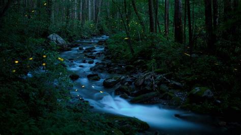 Smoky Fireflies – Bing Wallpaper Download