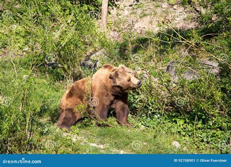 Bear Park in Bern, Switzerland Stock Image - Image of strong, mammal: 92708901