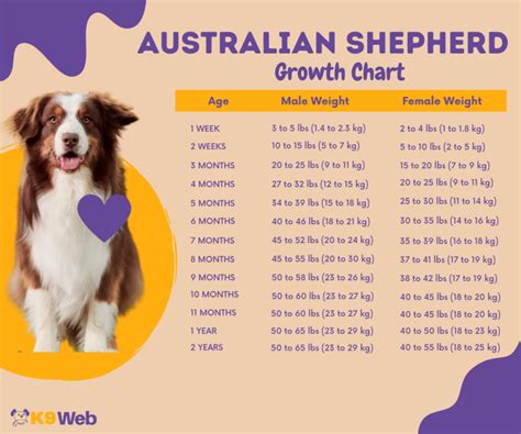 Australian Shepherd Growth Chart (Standard & Mini Aussie) – The Complete Guide - K9 Web