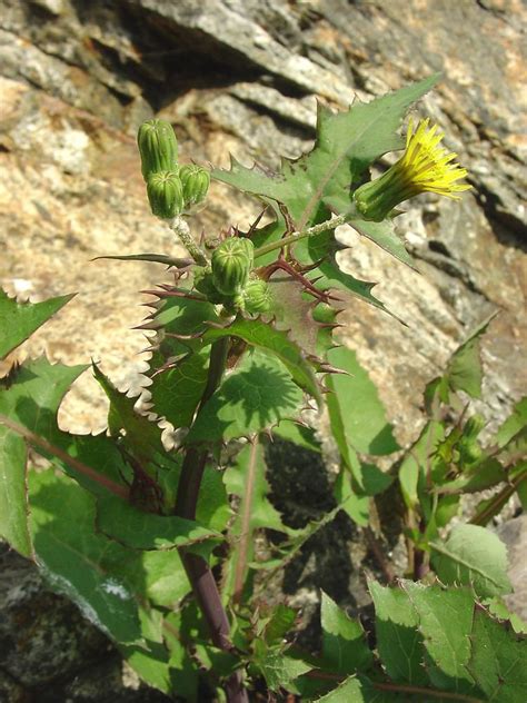 Sonchus oleraceus - Alchetron, The Free Social Encyclopedia