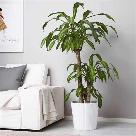 The Best Tips for Buying Plants at IKEA