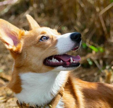 50+ Adorable Corgi Puppy Names to Choose From - Corgi Planet