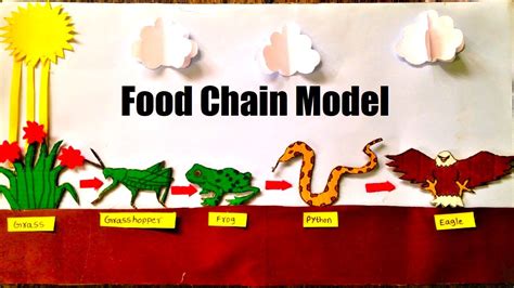 Food Chain Model Making Project Using Cardboard | Science Project DIY | HowToFunda | still model ...