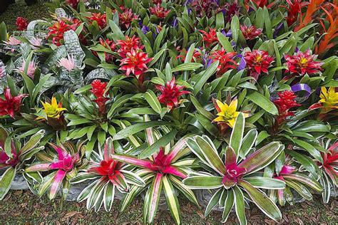 How to Propagate Bromeliads at Home