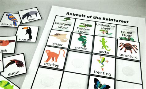 Animals of the Rainforest Worksheet Rainforest Habitat | Etsy