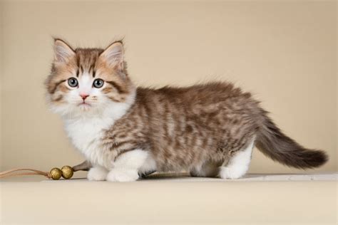 Harga Kucing Munchkin Berdasarkan Jenisnya, Lengkap Beserta Cara Merawatnya | merdeka.com