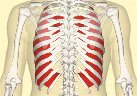 Rib Cage Muscles / Thoracic Muscles Attachments Actions Teachmeanatomy - The rib cage is an ...