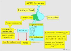 ACTH (Adrenocorticotropic Hormone), Cushing's Syndrome - Labpedia.net