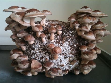 Vegan Food for Life: Home-Grown Shiitake Mushrooms!