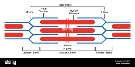 Sarcomere structure, illustration Stock Photo - Alamy