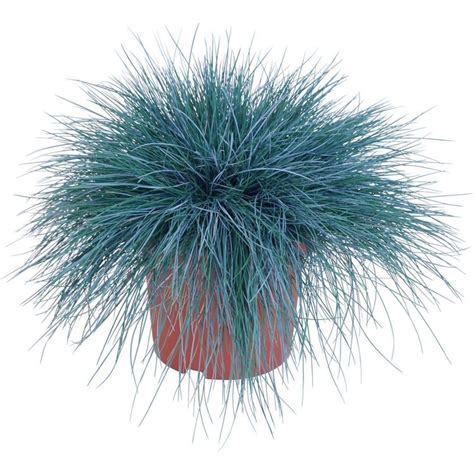 Blue Grass Seeds Festuca Glauca Intense Blue - €1.85