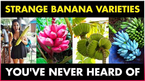 Different Varieties of Banana | Strange Banana Varieties you've Never ...