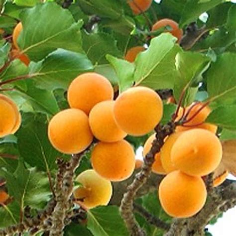 Golden Glow Apricot Tree | Buy Self Fertile Apricot Fruit Trees