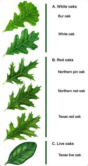 Types Ofoak Leaf Identification Chart - - Image Search Results | Tree leaf identification, Tree ...