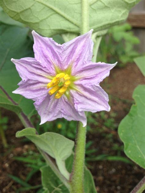 Eggplant flower :)