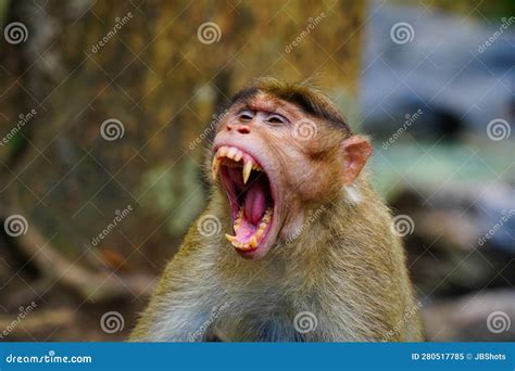 Face of an Angry Monkey in Close Up Shot Stock Image - Image of kuruva ...