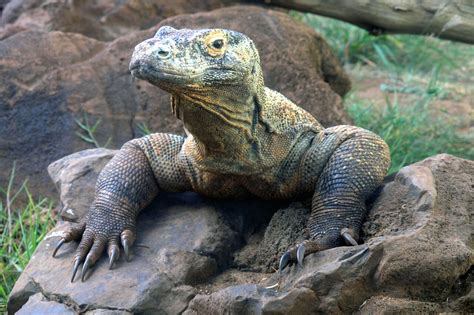 Komodo Dragon - Honolulu Zoo Society