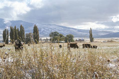 4 steps to decrease winter carrying cost of the cow herd | Ag Proud