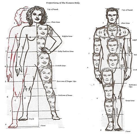 Body Proportions Drawing