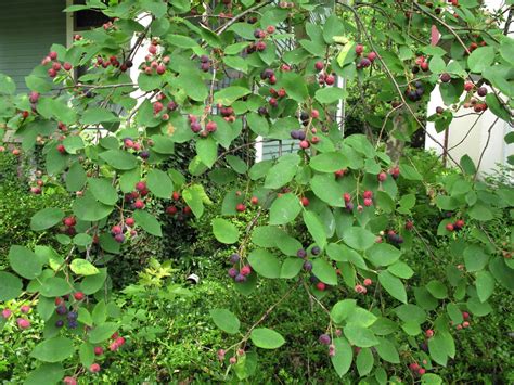 Garden Musings from Memphis Area Master Gardeners: Serviceberry Tree