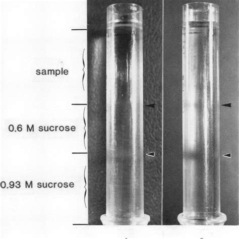 SDS-PAGE separation of amyloplast (A) and chloroplast (C,) | Download ...